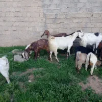 بز و بزغاله اصل پاکستان