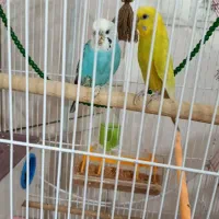 مرغ عشق نرماده