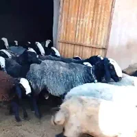 فروش گوشفند نژاد شال