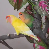 جفت کوتوله برزیلی