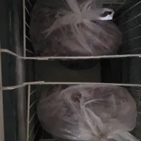 گوشت گوسفندی