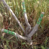 پیونددرخت پسته گروهی از رفسنجان (نوق)