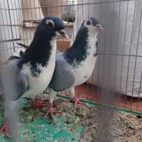 نروماده دمگیر خرقه شالی دولا