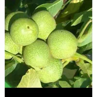 اجاره باغ گردو در محل به صورت نقدی