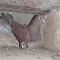 ماده سرخ 16دمب ماده سبز15دمب پرشی