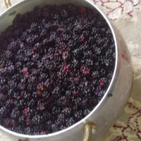 تمشک