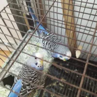 قفس پرنده