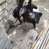 خروس ومرغ لاری یه تیغ مشکی