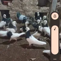 کفتر طوقی