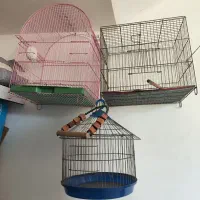 قفس