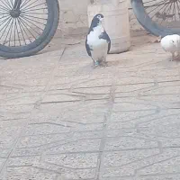 ساده سیاه