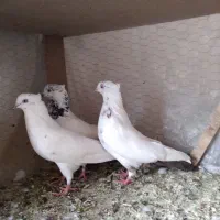 کبوتر
