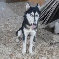 سگ هاسکی