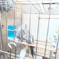 فروش پرنده