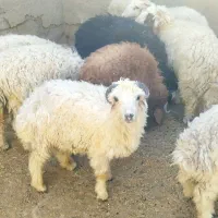 15تا بره نر