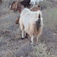 بز.