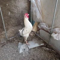 خروس گلین