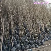 فندق|گل و گیاه طبیعی|پارس‌آباد, |دیوار