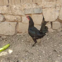 خروس|حیوانات مزرعه|ملکان, |دیوار