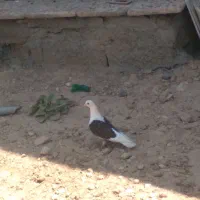 کبوتر دوکت