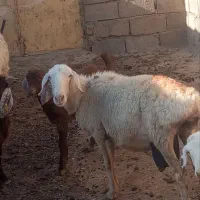میش