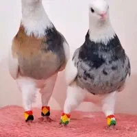 قناری فول فول