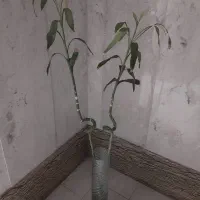گل بامبو به همراه گلدان