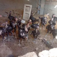 جوجه|پرنده|زهک, |دیوار