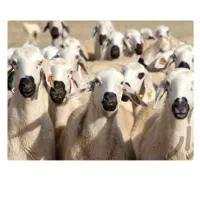 گوسفند با بره و کاور