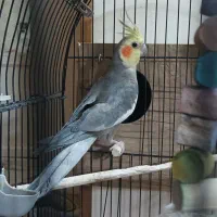 طوطی عروس هلندی نر