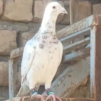 کبوتر