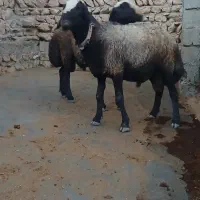 شیشگ دودندان