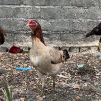 مرغ و جوجه
