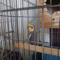یک جفت عروس هلندی مولد