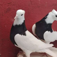 طوقی ماده سیاه