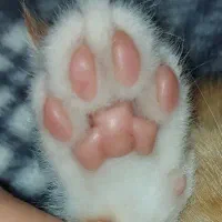 گربه