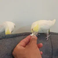جوجه عروس هلندی