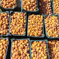 رطب عسلی کبکاب بهبهان با کیفیت عالی