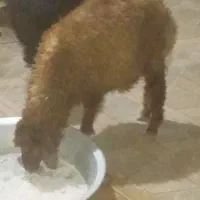 بره نر