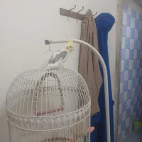 طوطی دوسداشتنی