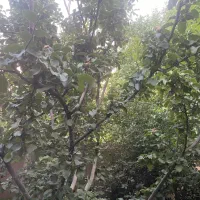 باغ|فروش خانه و ویلا|لنجان, |دیوار