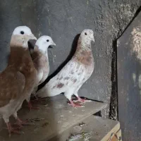 کبوتر