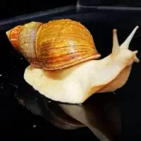 حلزون مولد آلوبینو ۱ ساله