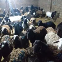 گوسفندزنده سراسر تهران