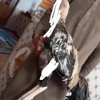 خروس اصل افغان