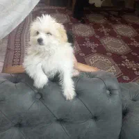 طوله سگ شیتزو ۶ میلیون