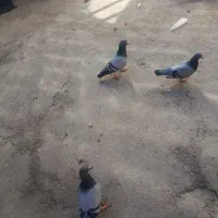نرماده پلاکی با دوتا جوجه