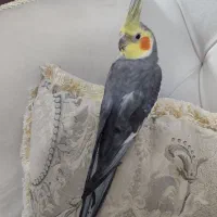 نر سینامون