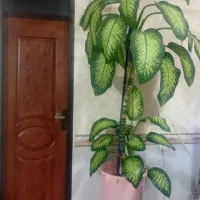 گل طبیعی دیفن باخیا