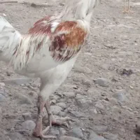 خروس لاری